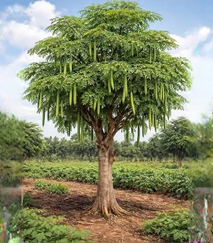 A tree people have leaned on for centuries